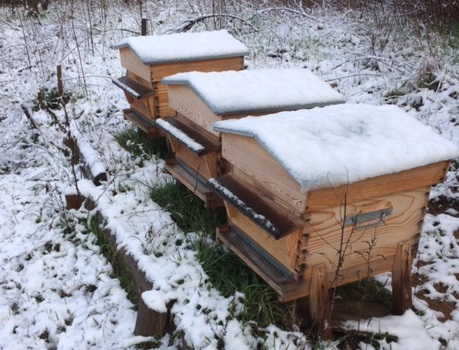 ruches en hiver